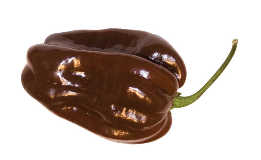 Habanero Chocolate Peperoncini piccanti Piccantissimo!